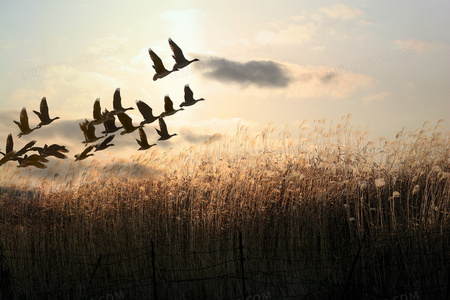 古风江湖中的现代启示少年师爷之仁善行天下的精神内核