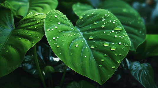 福冈恋爱白书8在百度百科：系列回顾与第八部特别之处